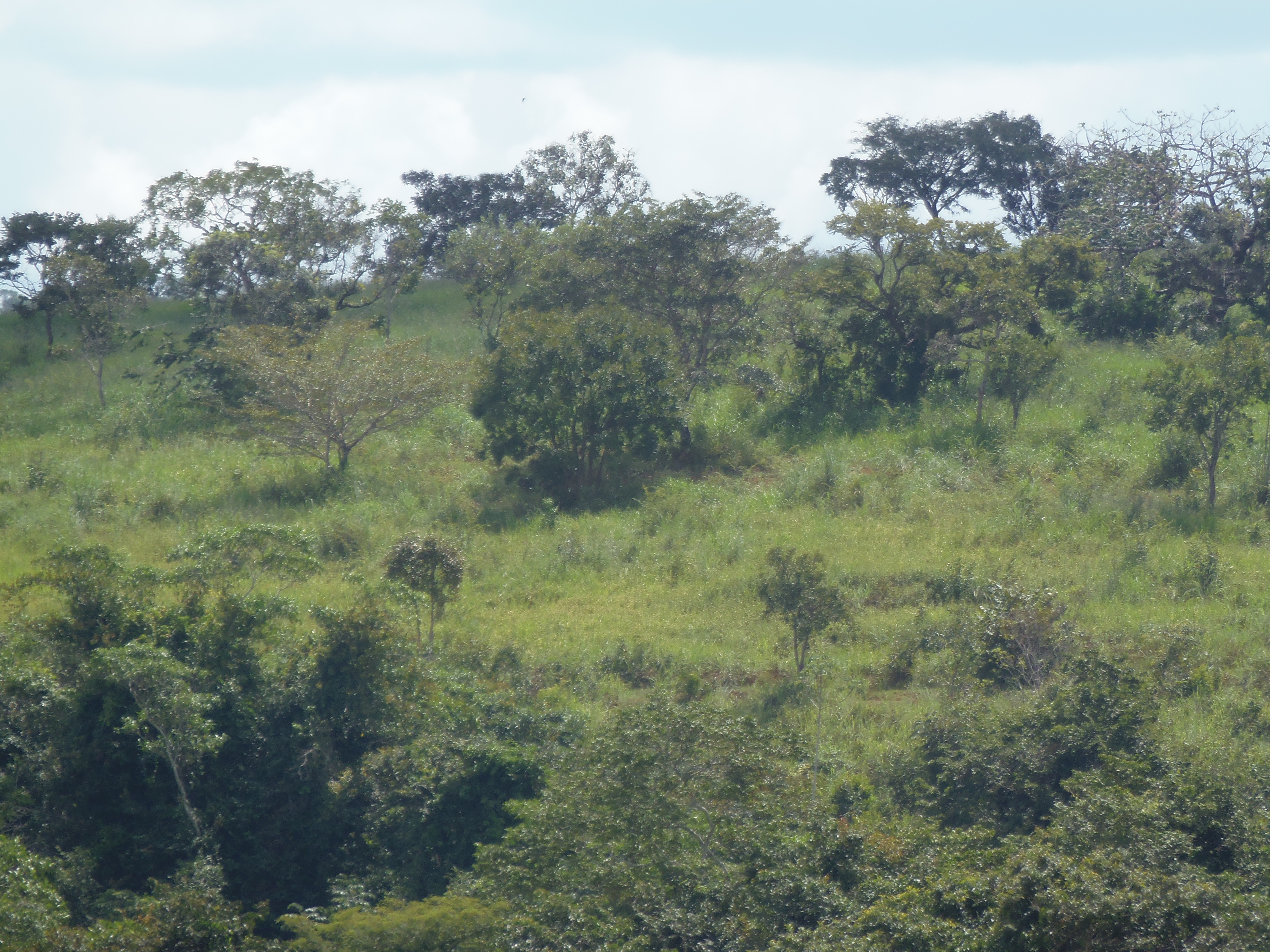 F-17 Fazenda 400 ha Martinho Campos