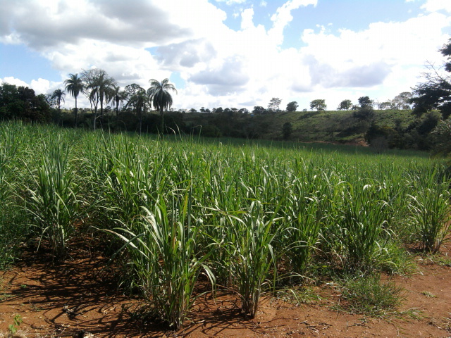 F-10 Fazenda 100 ha Cordisburgo