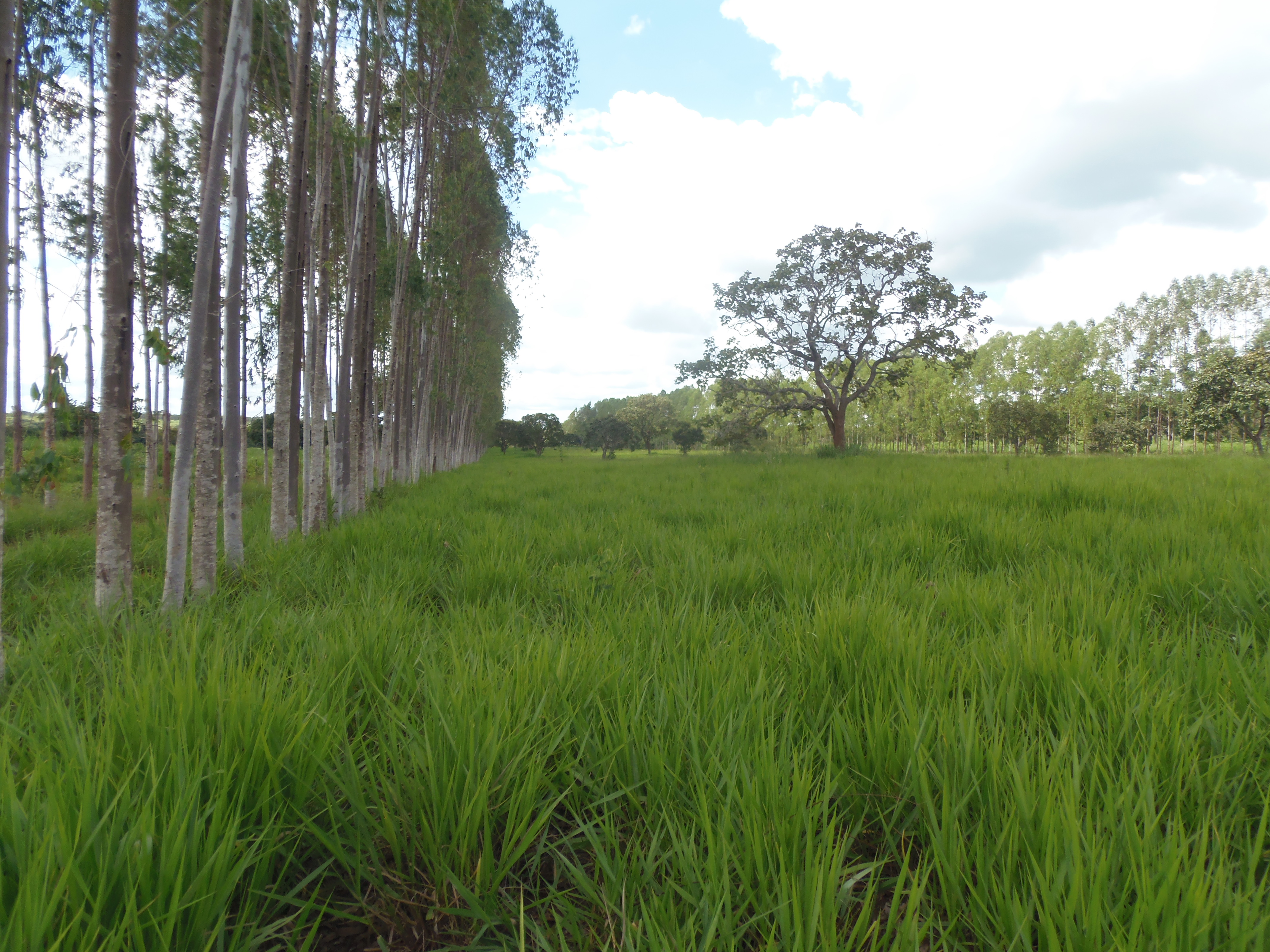 F-17 Fazenda 400 ha Martinho Campos