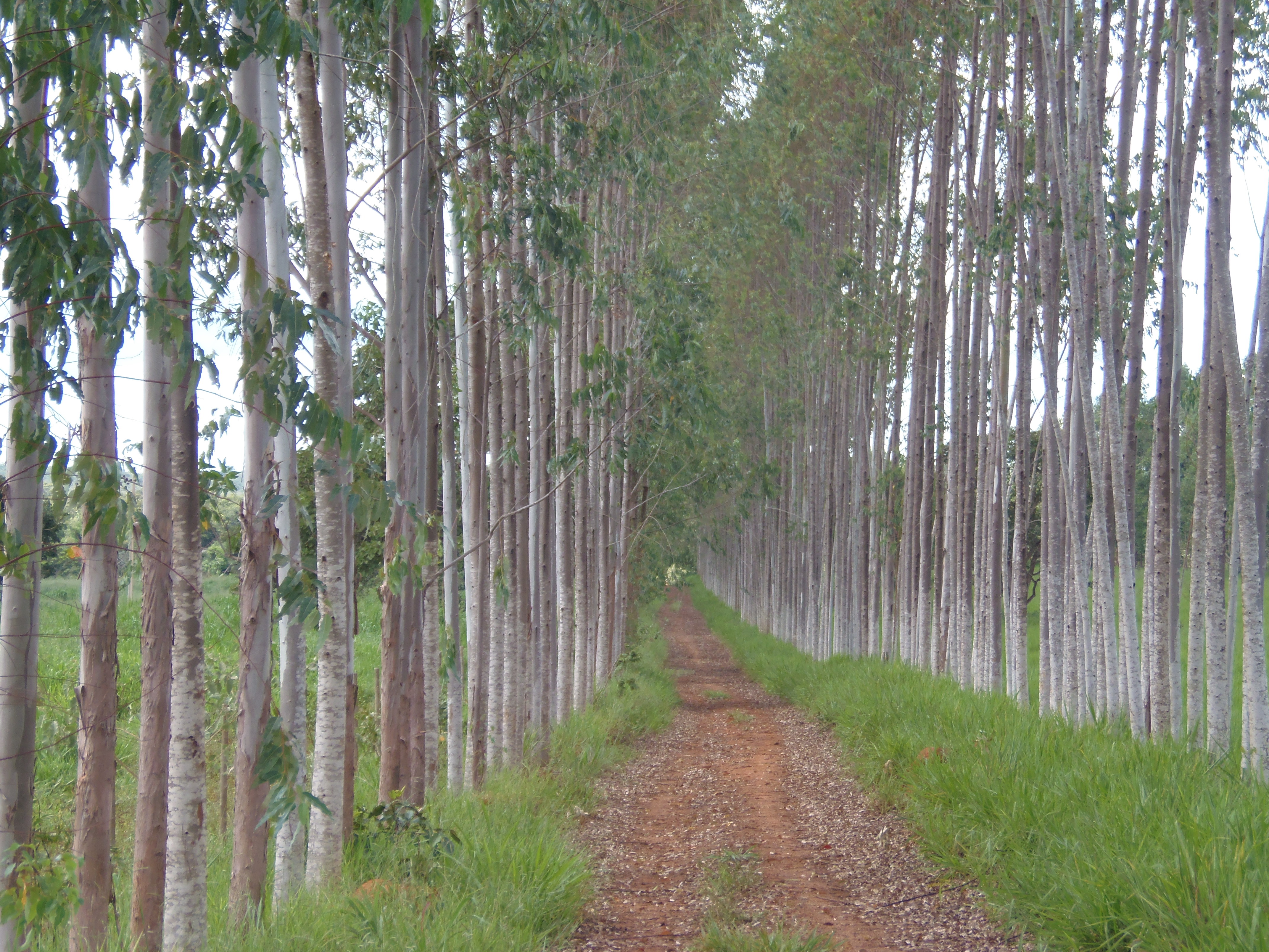 F-17 Fazenda 400 ha Martinho Campos