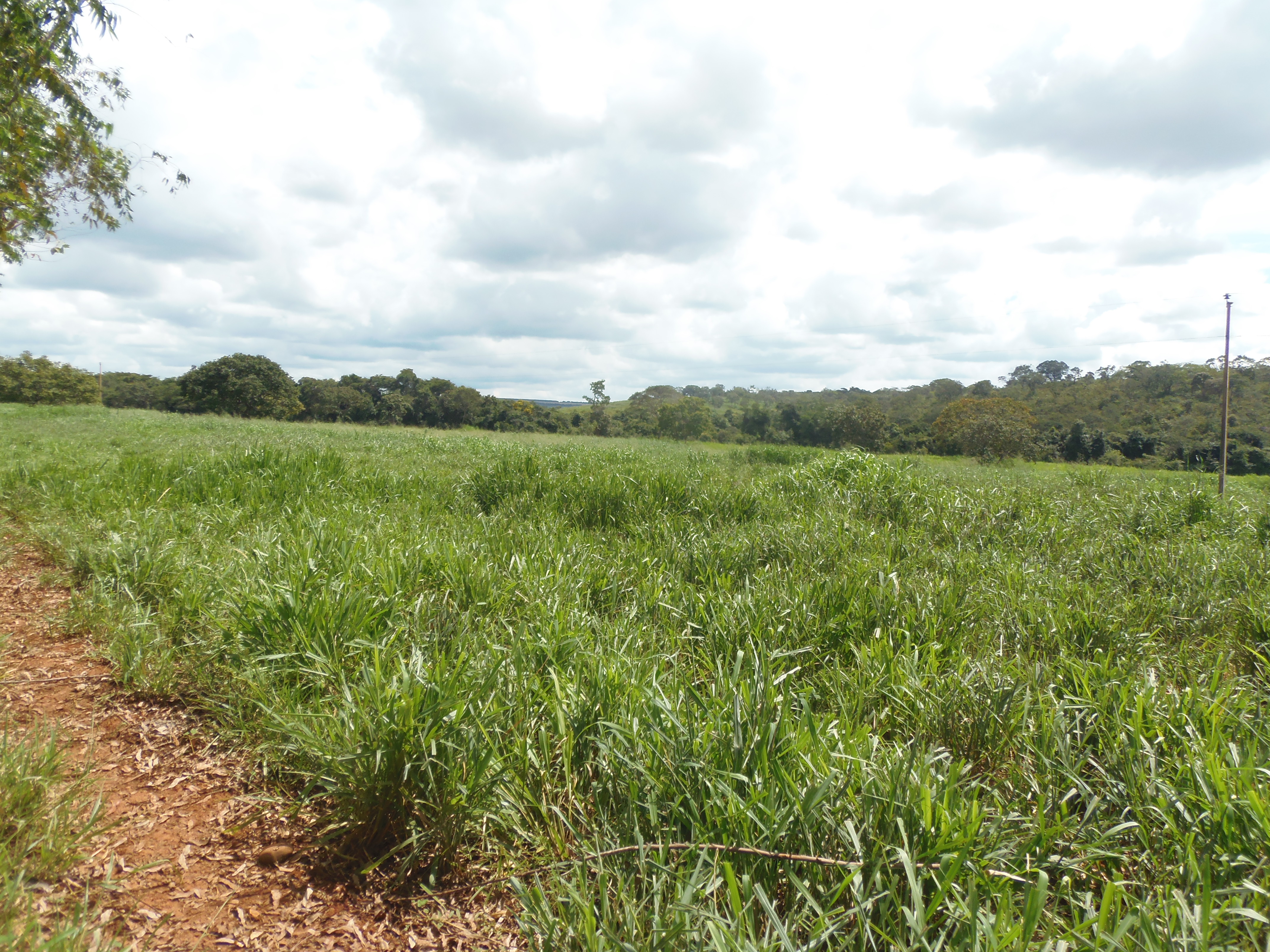 F-17 Fazenda 400 ha Martinho Campos