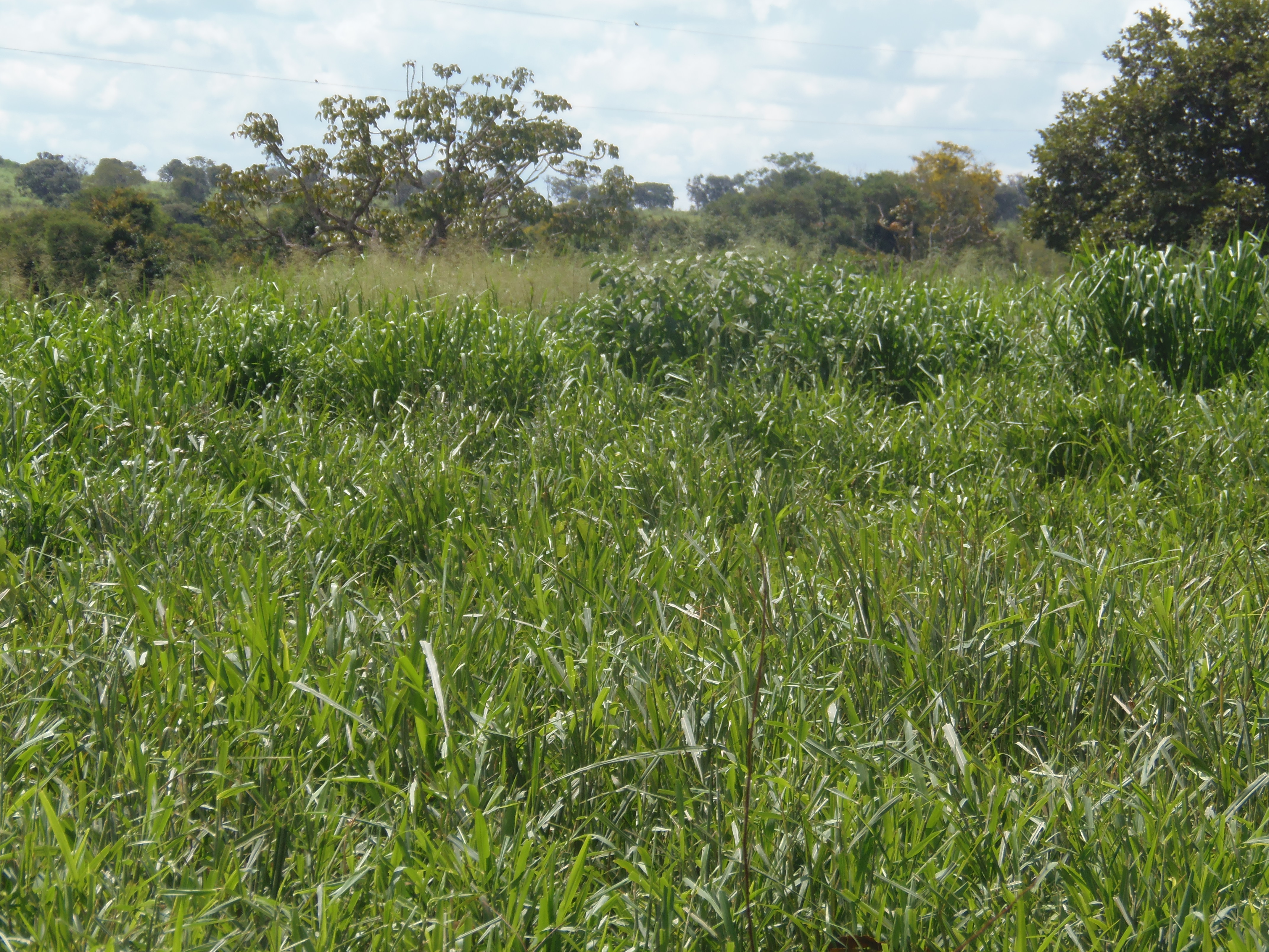 F-17 Fazenda 400 ha Martinho Campos