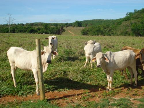 F-20 Fazenda 200 ha