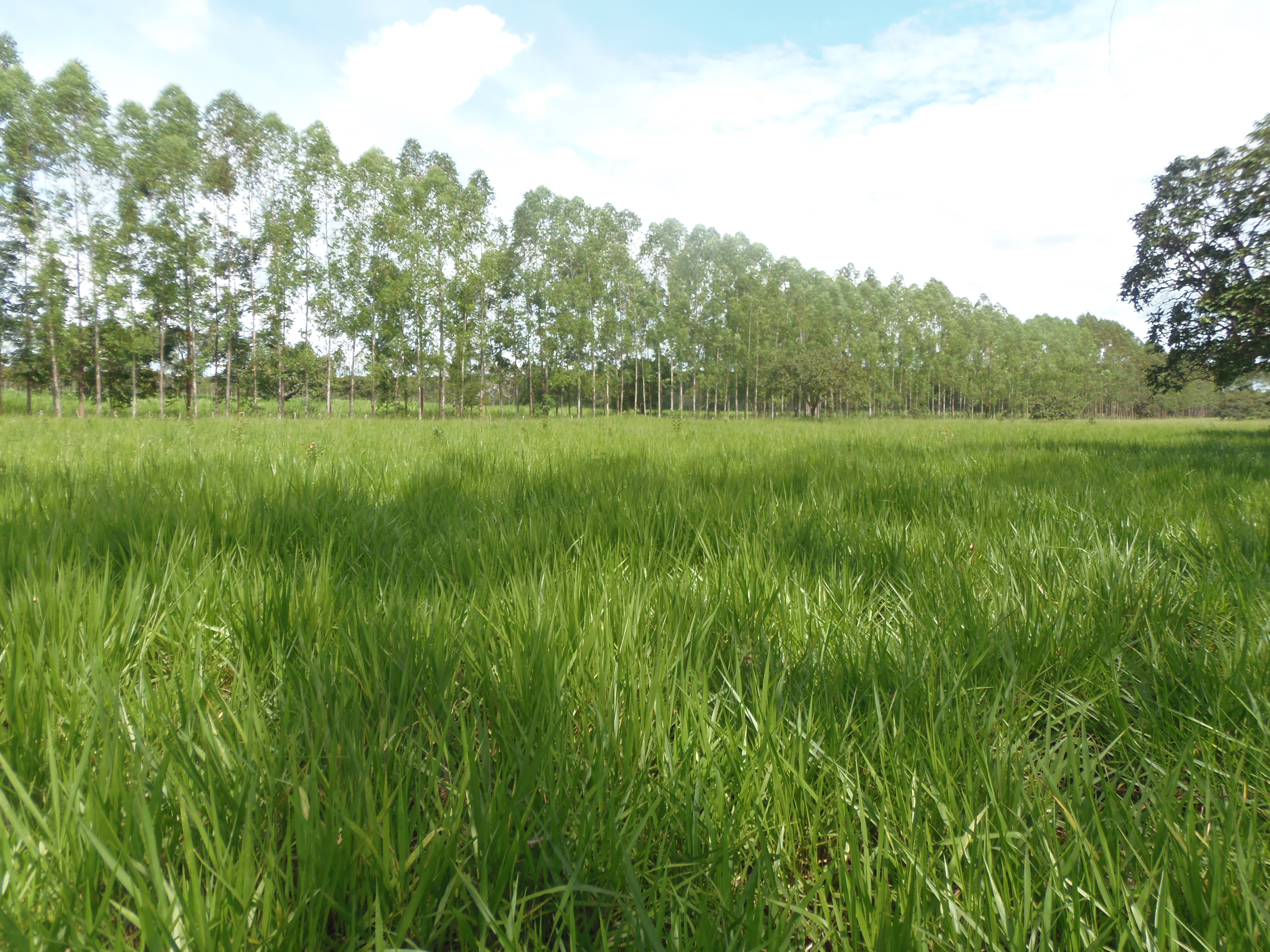 F-17 Fazenda 400 ha Martinho Campos