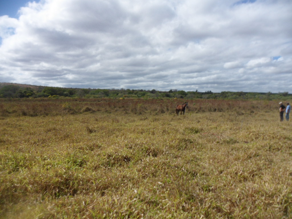 F-13 Fazenda 30 ha Curvelo