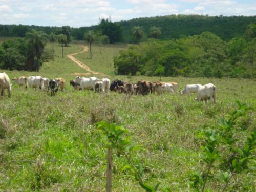 F-20 Fazenda 200 ha