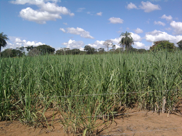 F-10 Fazenda 100 ha Cordisburgo