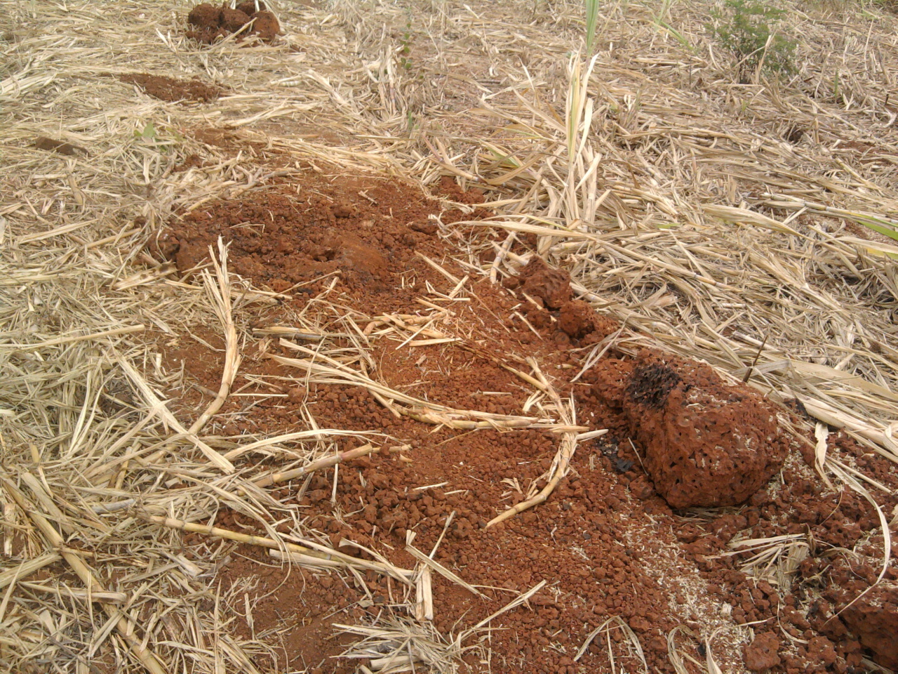 F-08 Fazenda 558 ha Curvelo