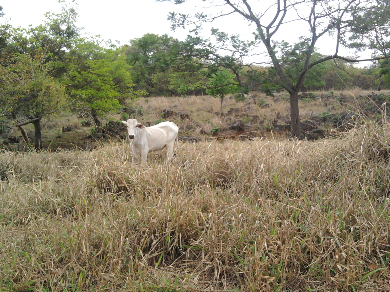 F-12 Fazenda 680 ha Curvelo