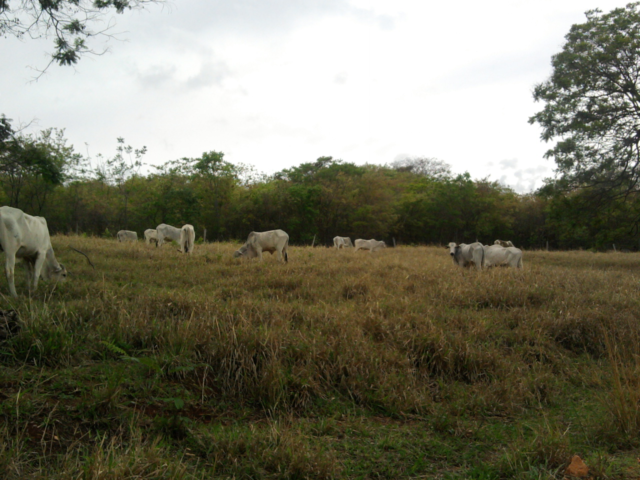 F-12 Fazenda 680 ha Curvelo