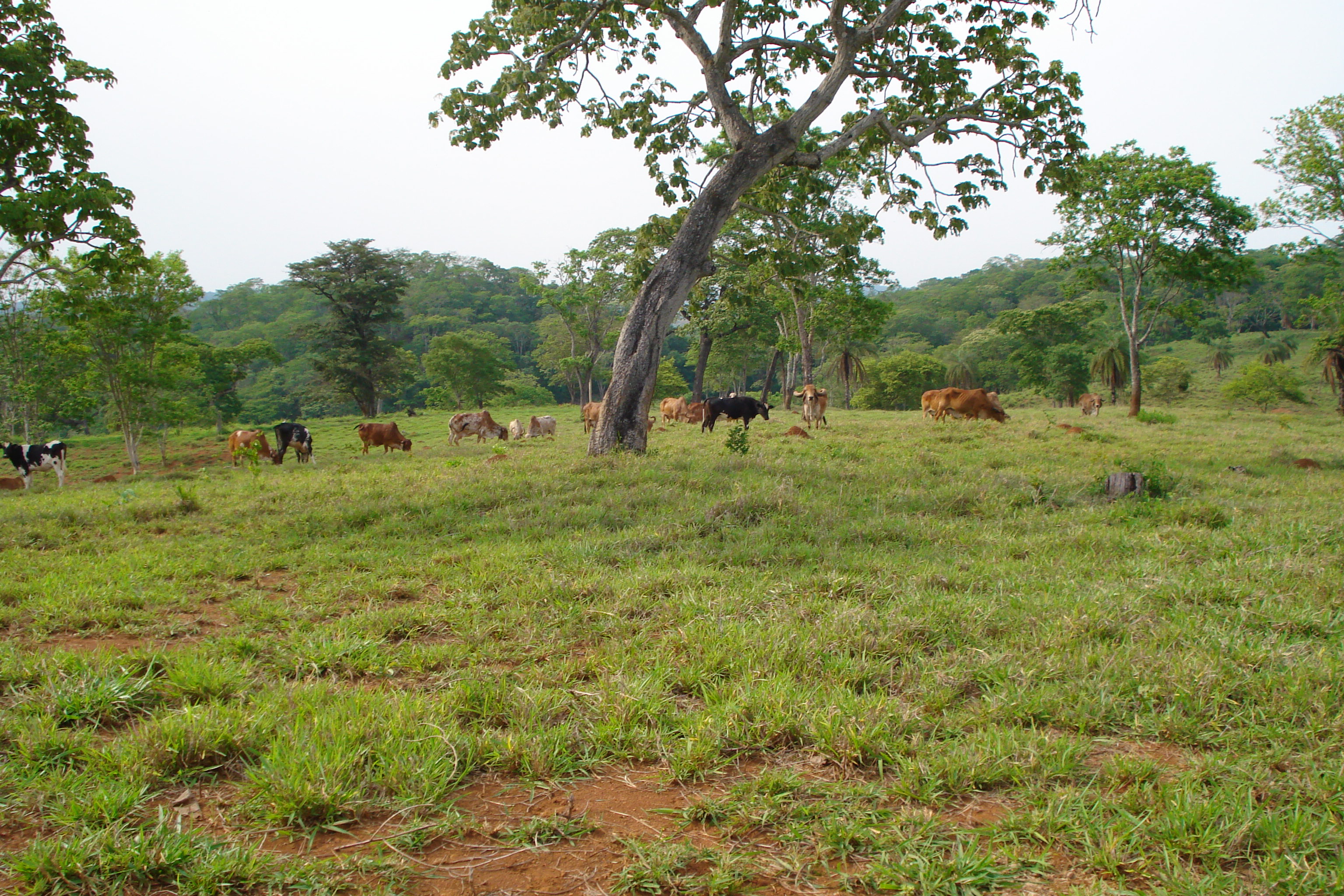 F-27 Fazenda 250ha