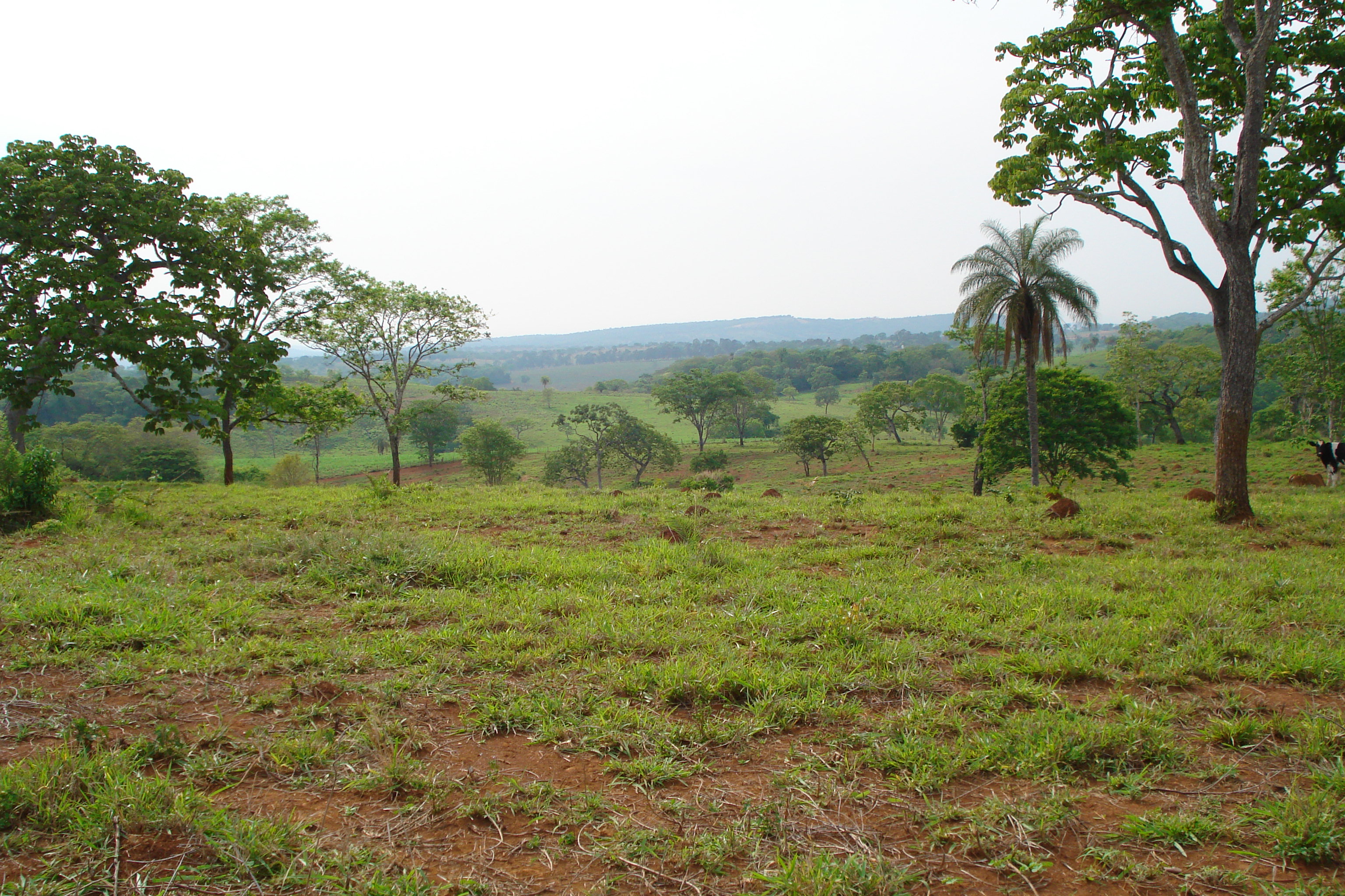 F- 41 Fazenda 250 ha Mocambeiro