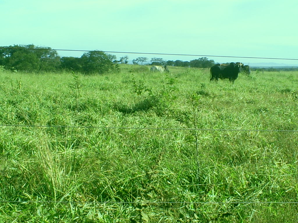 F-43  Fazenda 1903,997 ha