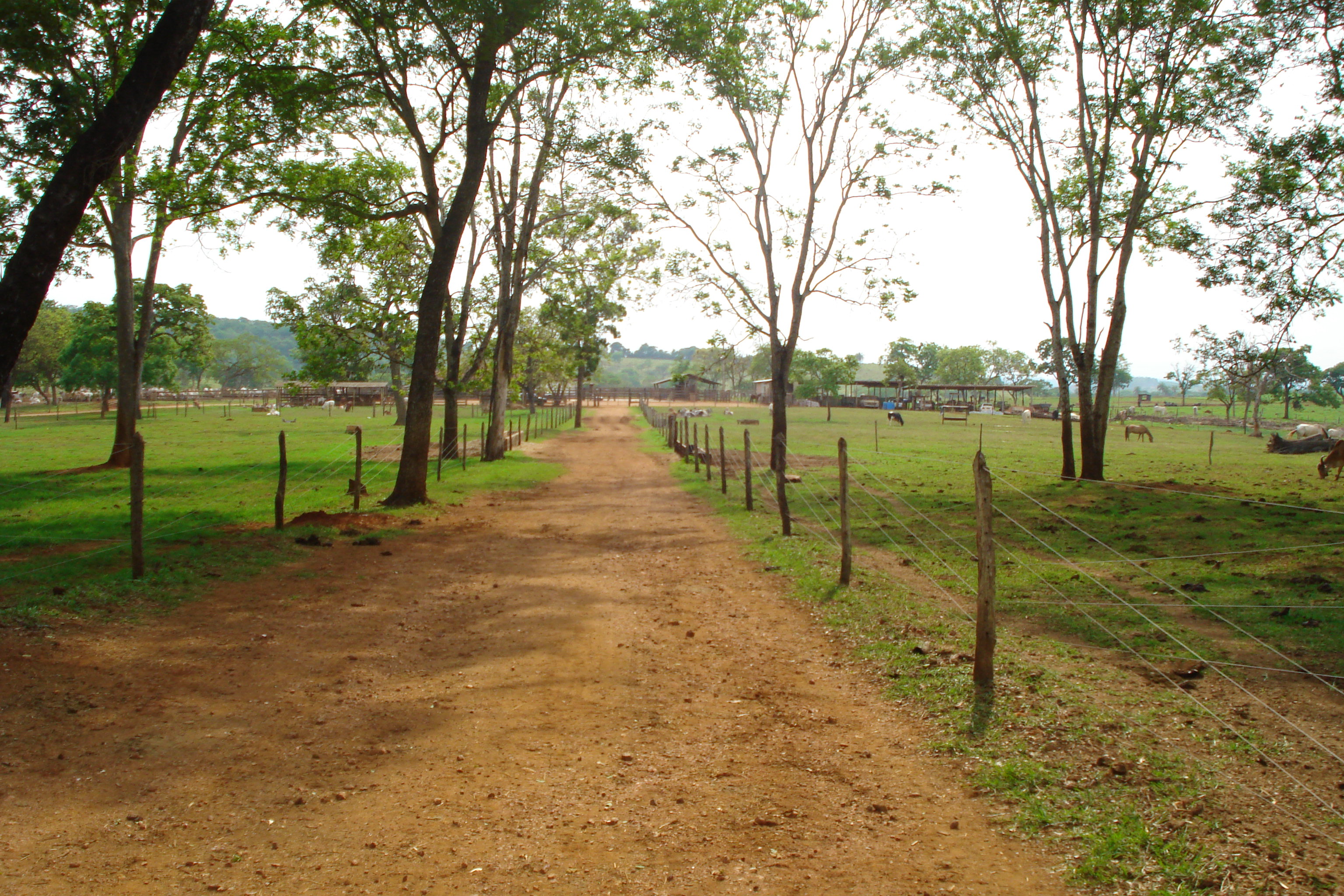 F- 41 Fazenda 250 ha Mocambeiro