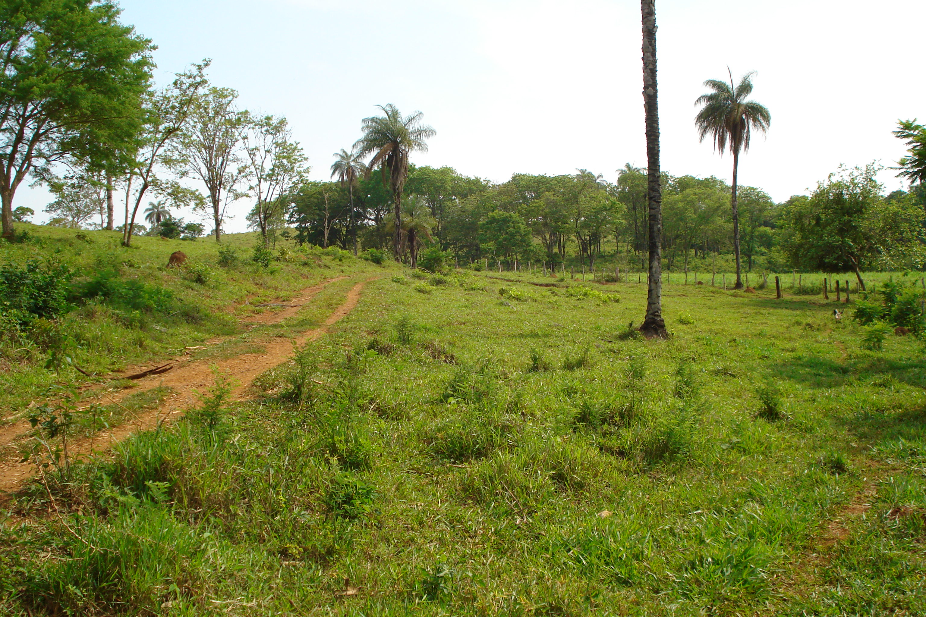 F- 41 Fazenda 250 ha Mocambeiro