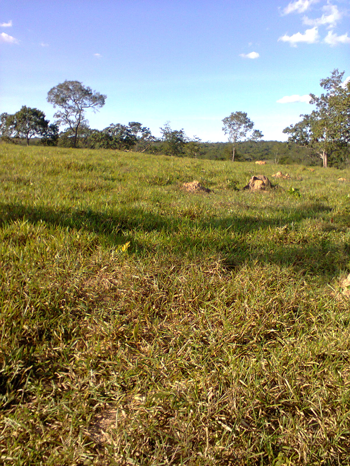 F-31 Fazenda 50 ha