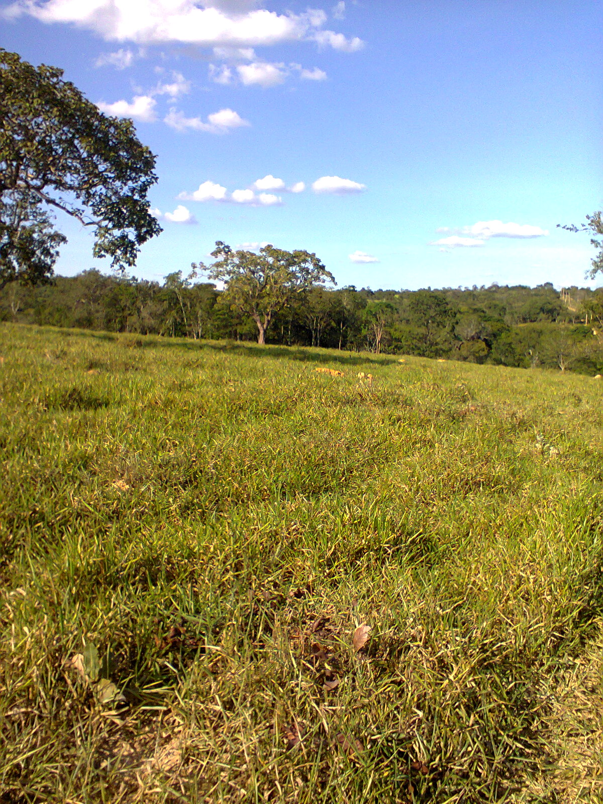 F-31 Fazenda 50 ha