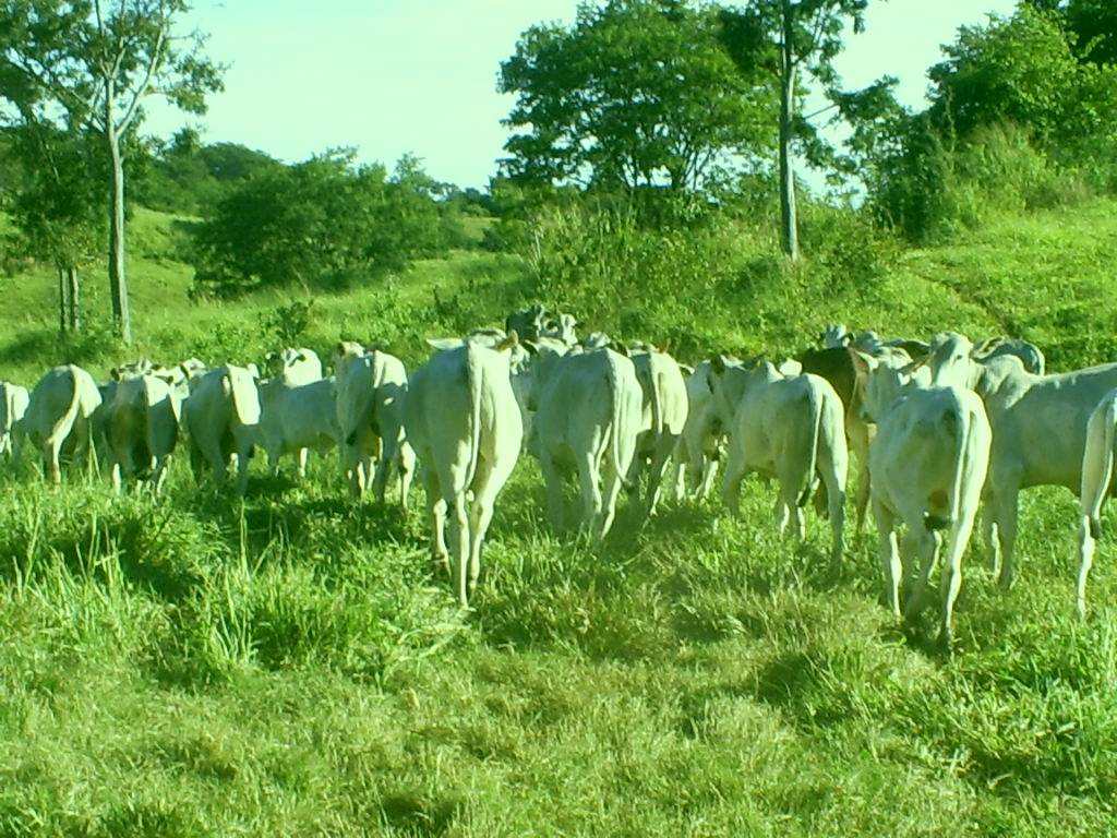 F-43  Fazenda 1903,997 ha