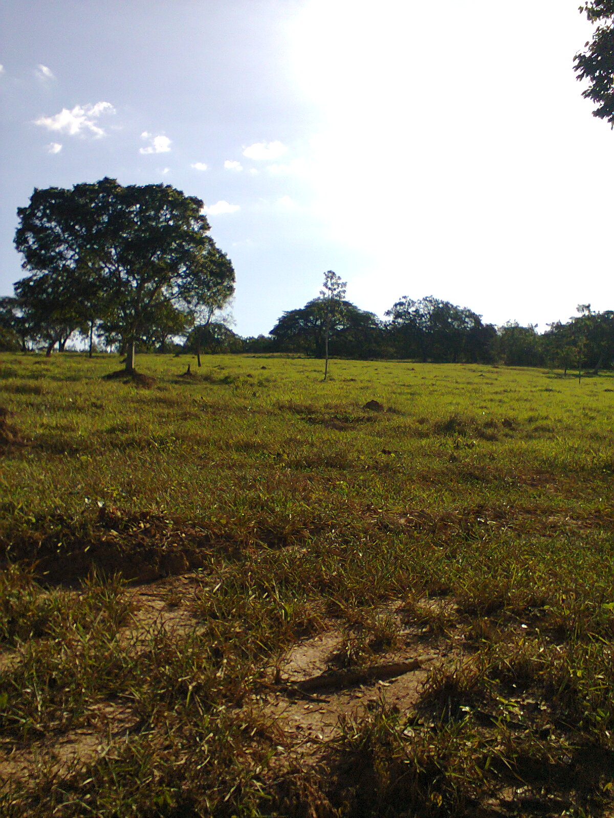 F-31 Fazenda 50 ha