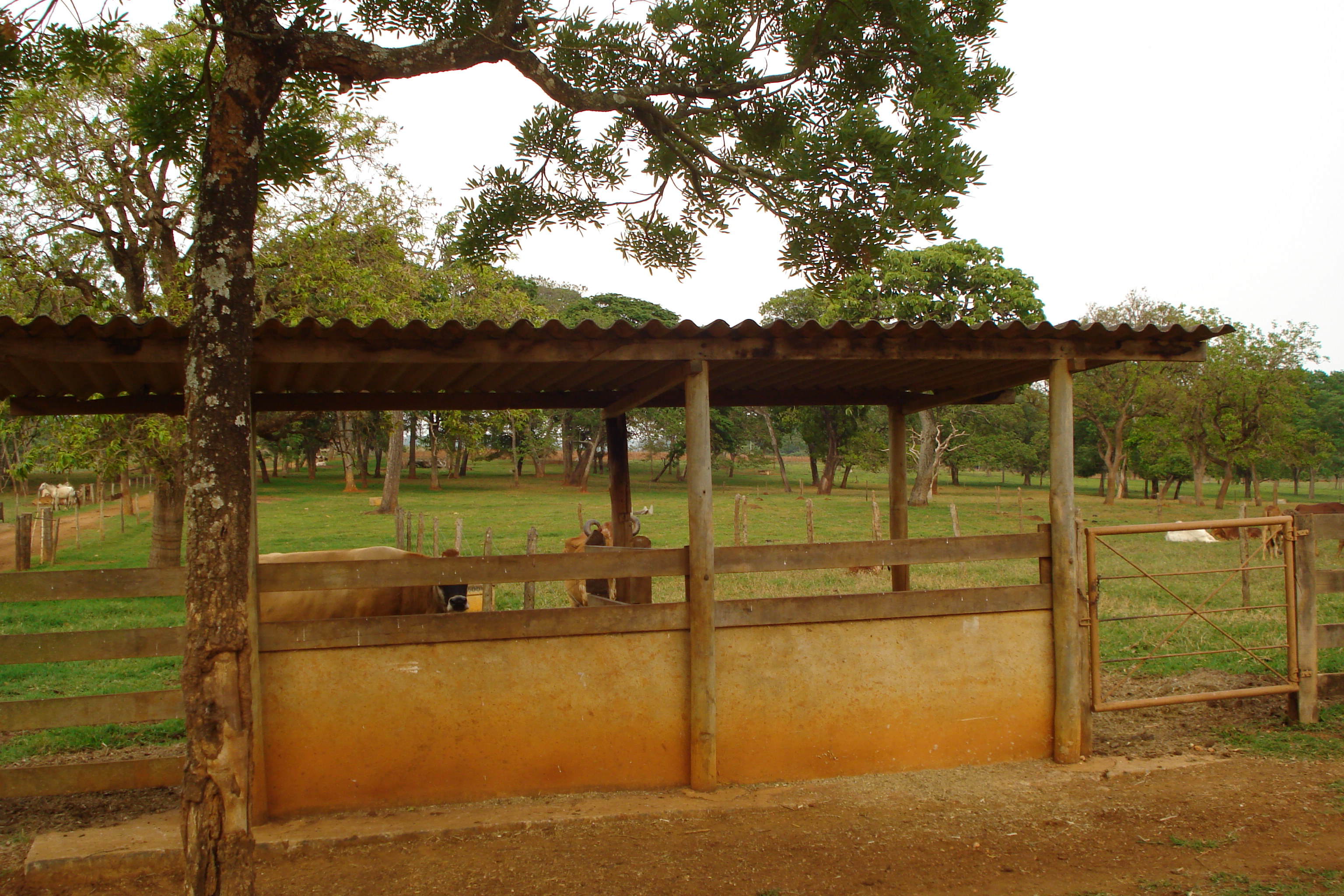 F- 41 Fazenda 250 ha Mocambeiro