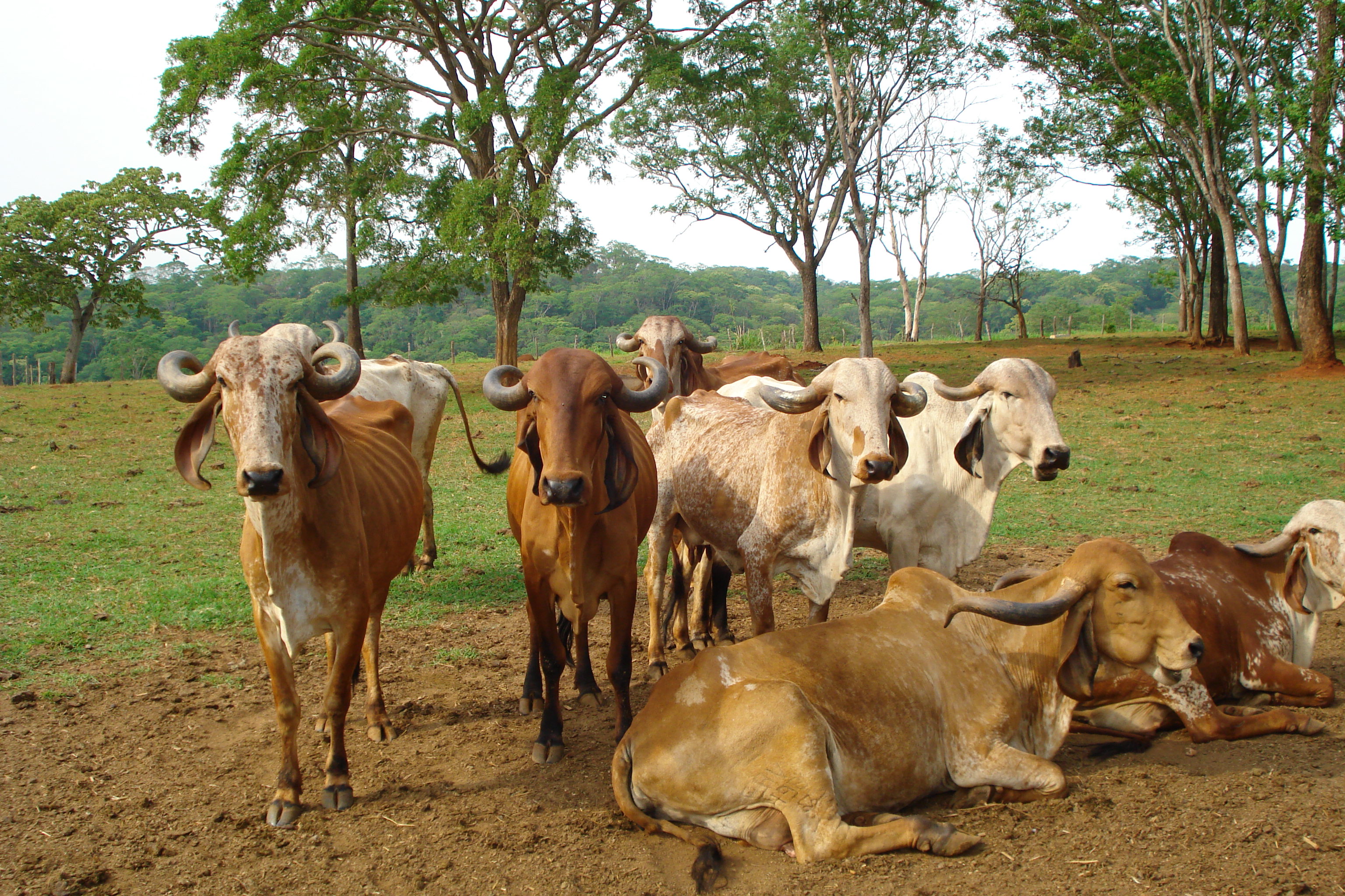 F- 41 Fazenda 250 ha Mocambeiro