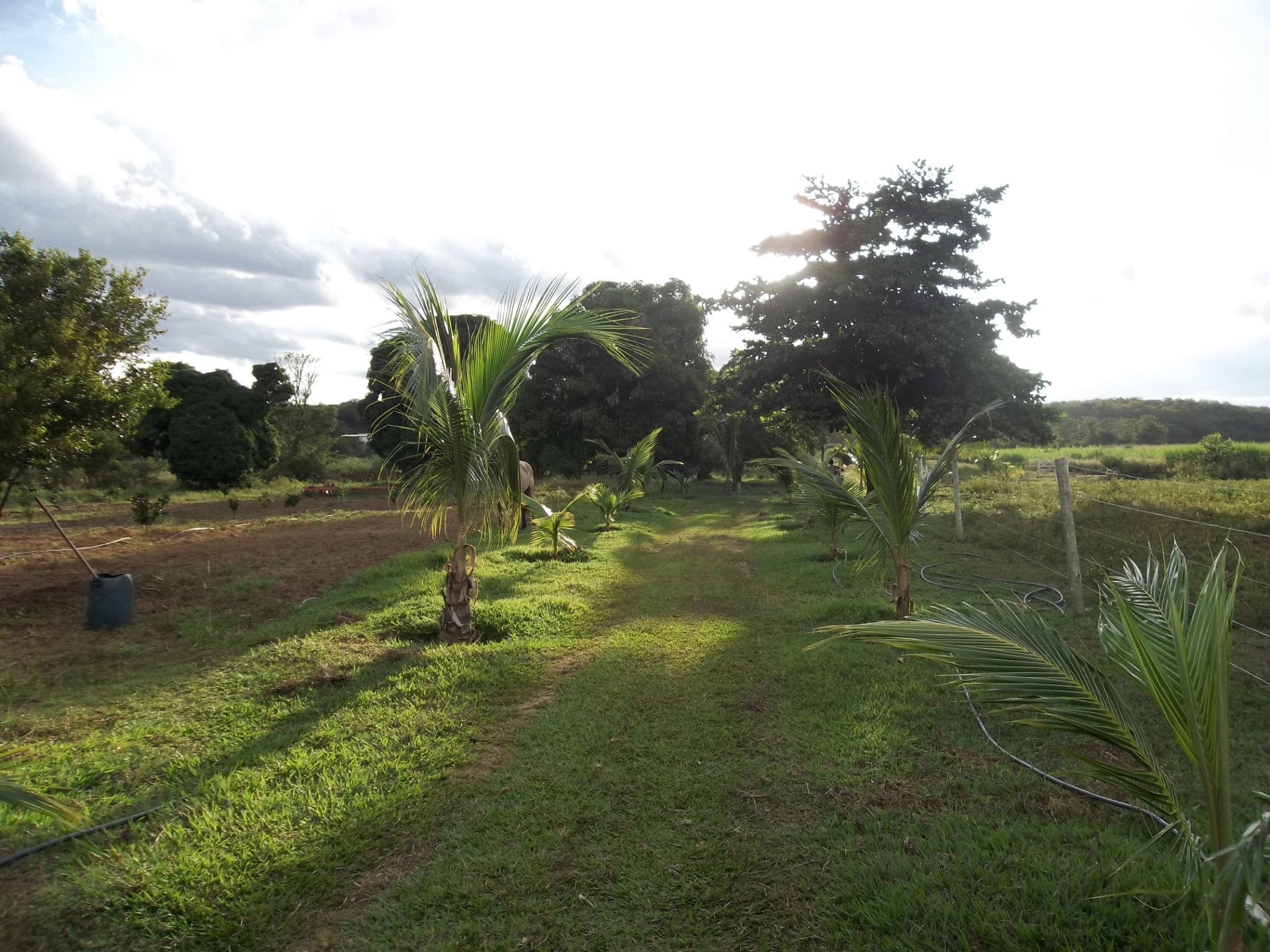 F-39 Fazenda 115 ha