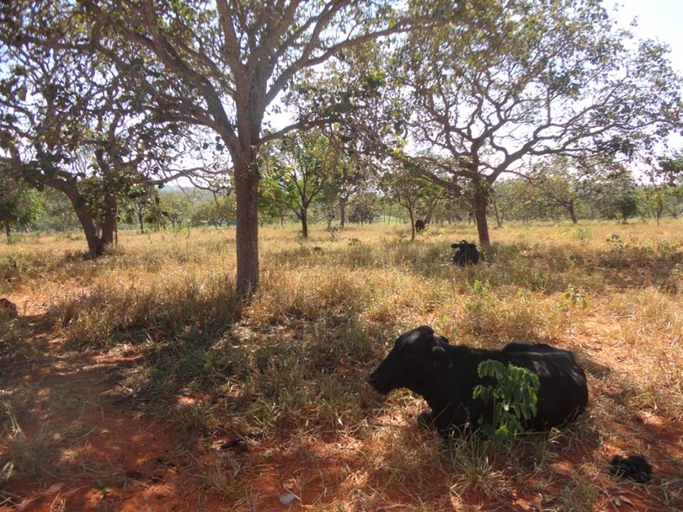 F-34 Fazenda 80 ha