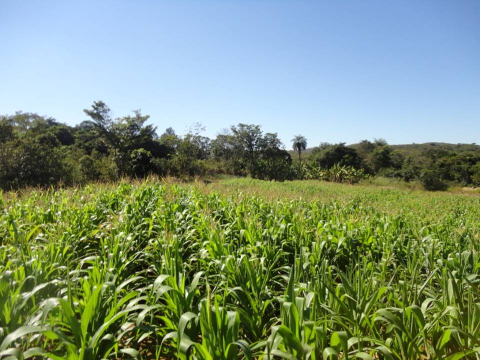 F-34 Fazenda 80 ha