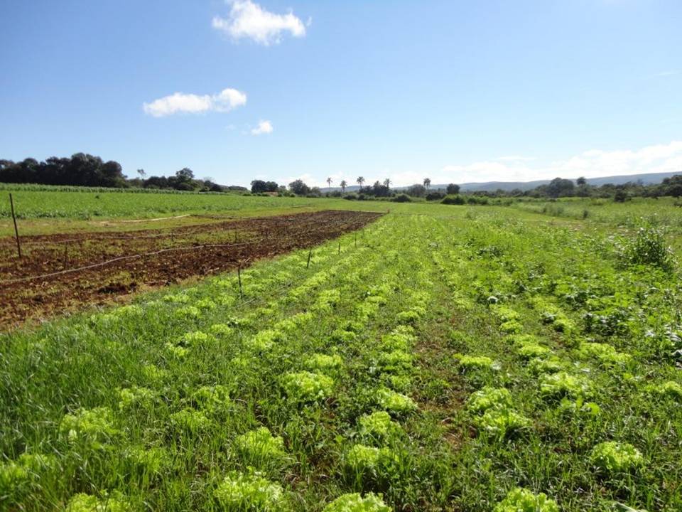 F-33 Fazenda 38 ha