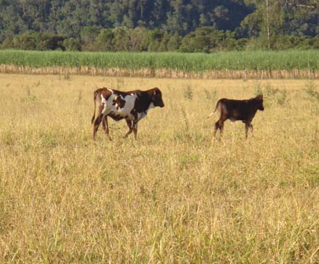 F- 42 Fazenda 242 Ha Vargem Bonita