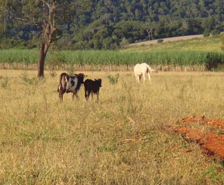 F- 42 Fazenda 242 Ha Vargem Bonita