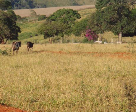 F- 42 Fazenda 242 Ha Vargem Bonita