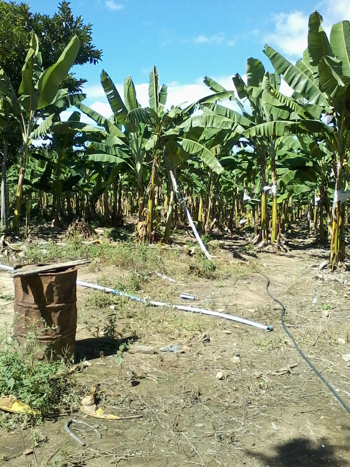 F- 46 Fazenda 115 ha Curvelo