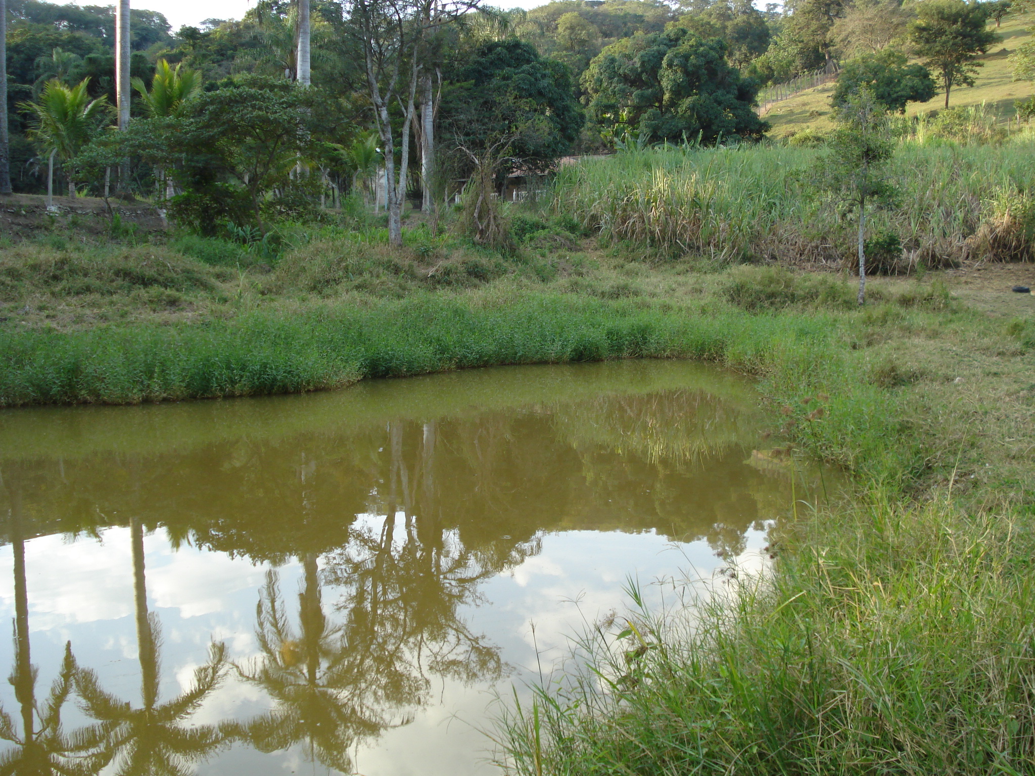 F-50 FAZENDA 11HA PEDRO LEOPOLDO