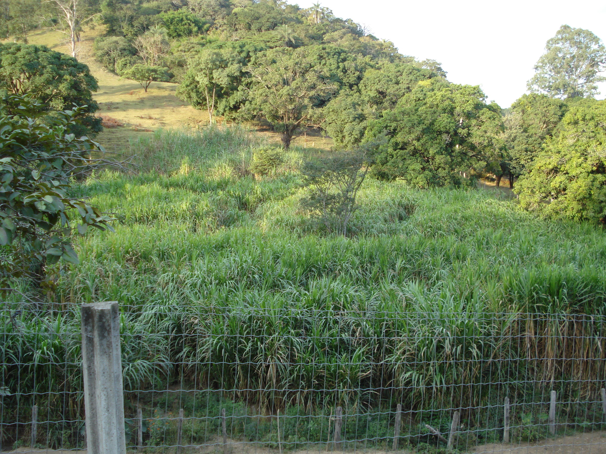 F-50 FAZENDA 11HA PEDRO LEOPOLDO