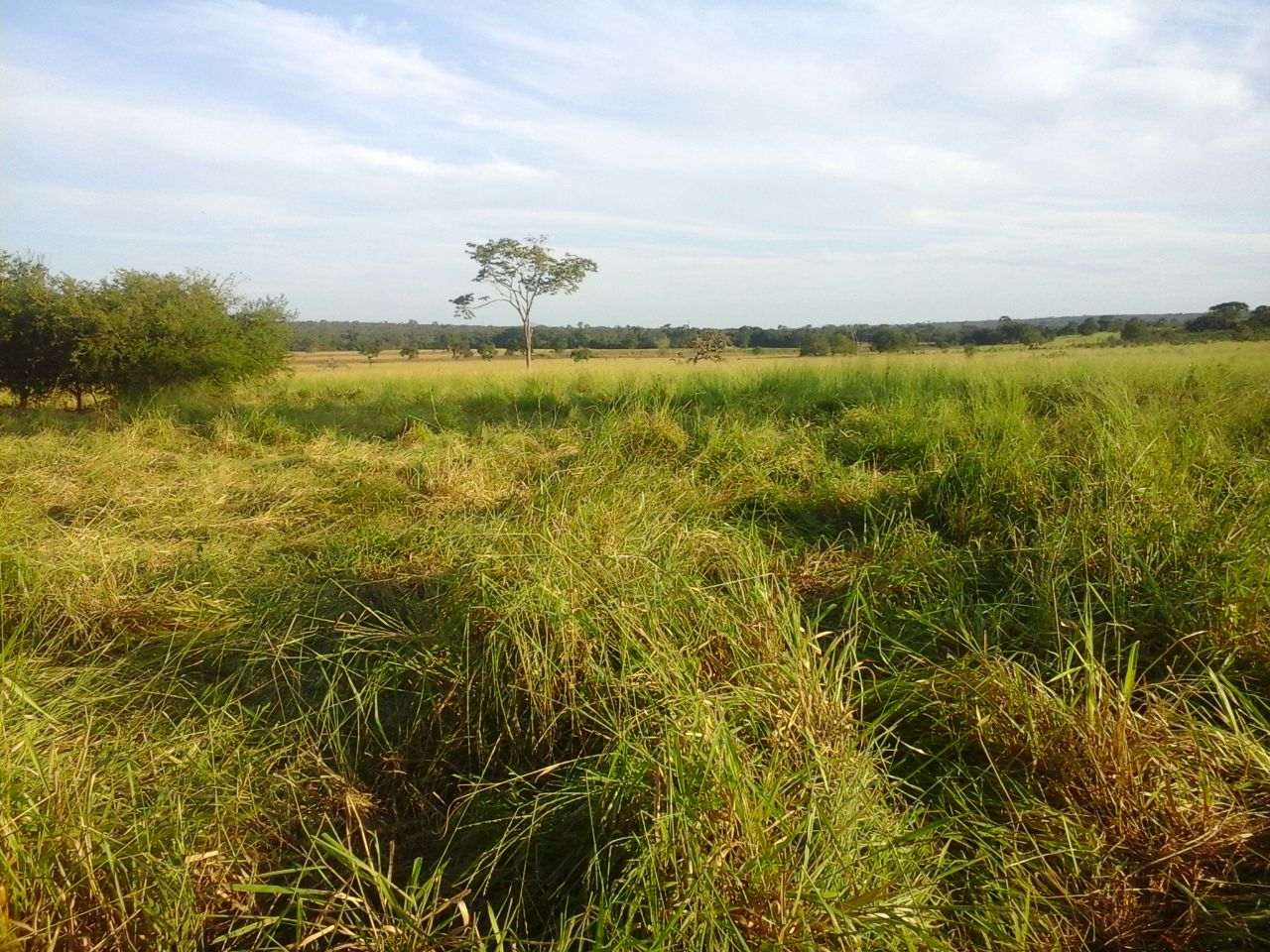 F – 51 FAZENDA 536HA CORINTO