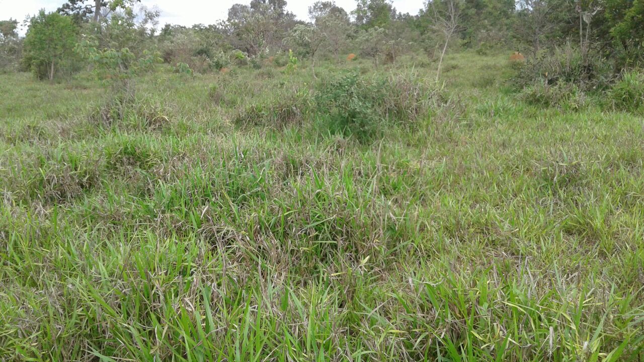 F – 55 Fazenda 200 ha Curvelo