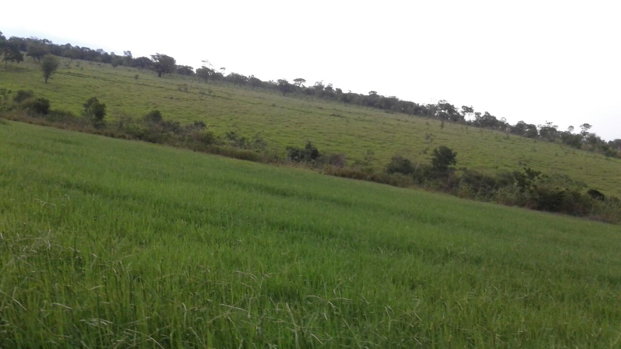 F – 55 Fazenda 200 ha Curvelo