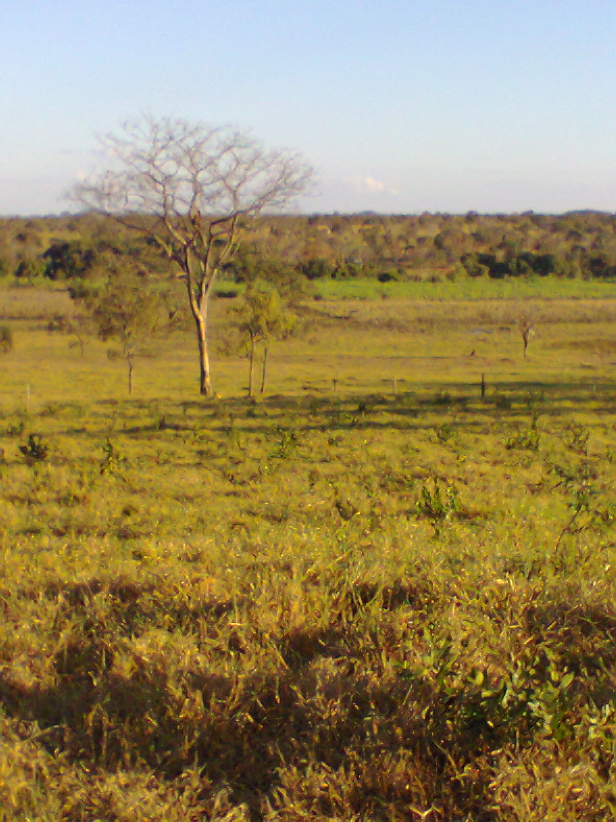 F-56 Fazenda 205hectares