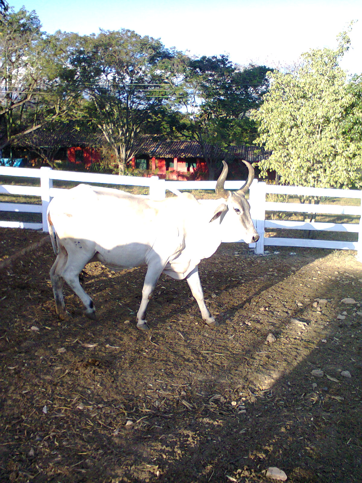 F-56 Fazenda 205hectares