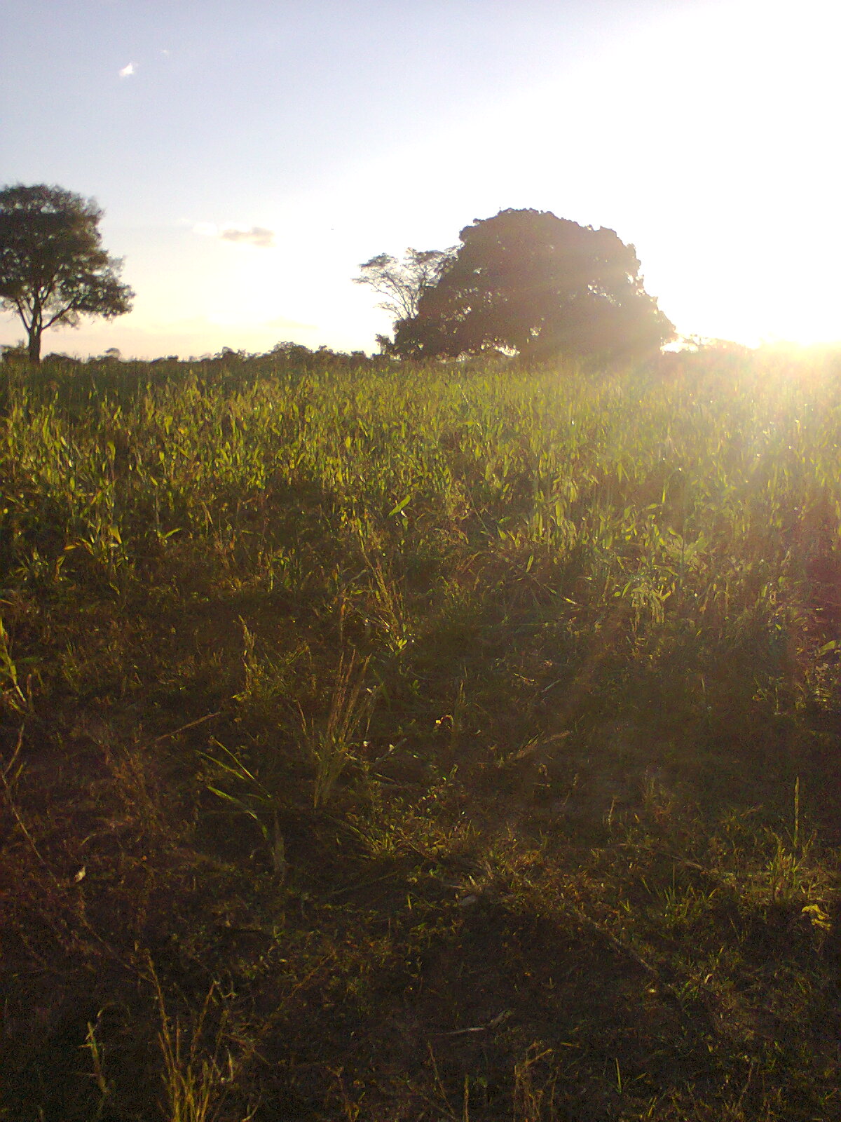 F-56 Fazenda 205hectares