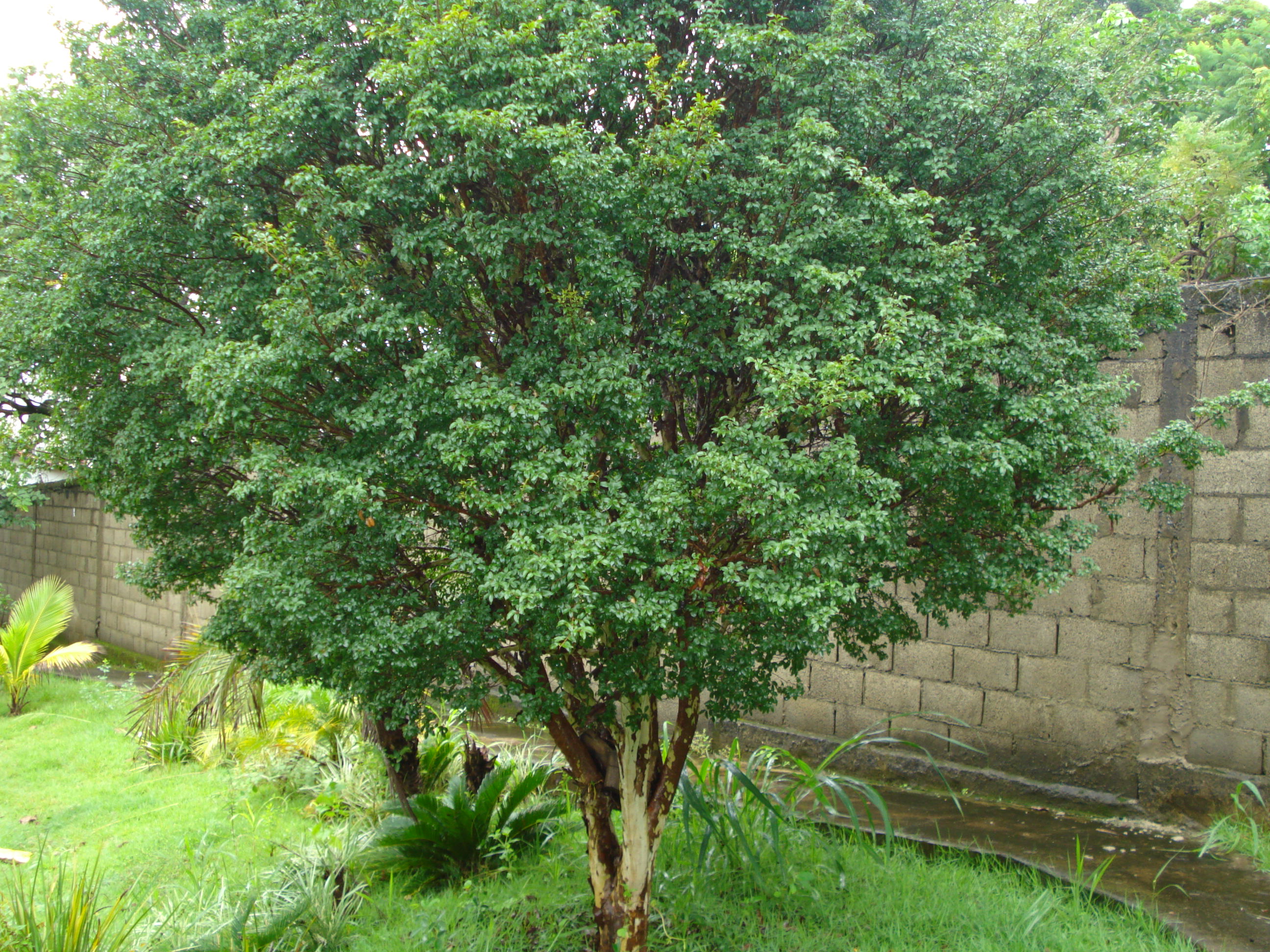 C-66 Casa Novo Campinho