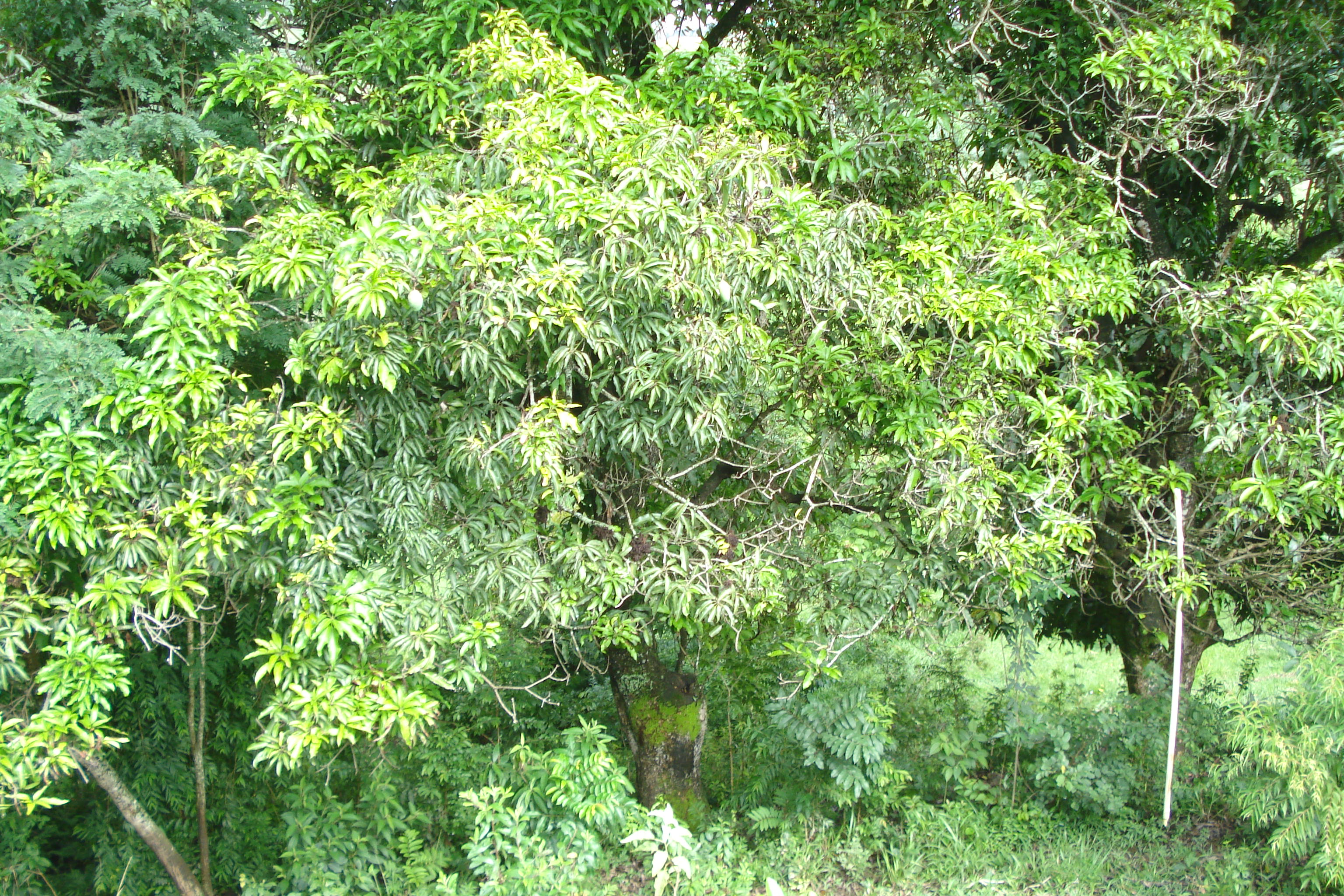 F-61 Fazenda 25 hectares Pedro Leopoldo MG