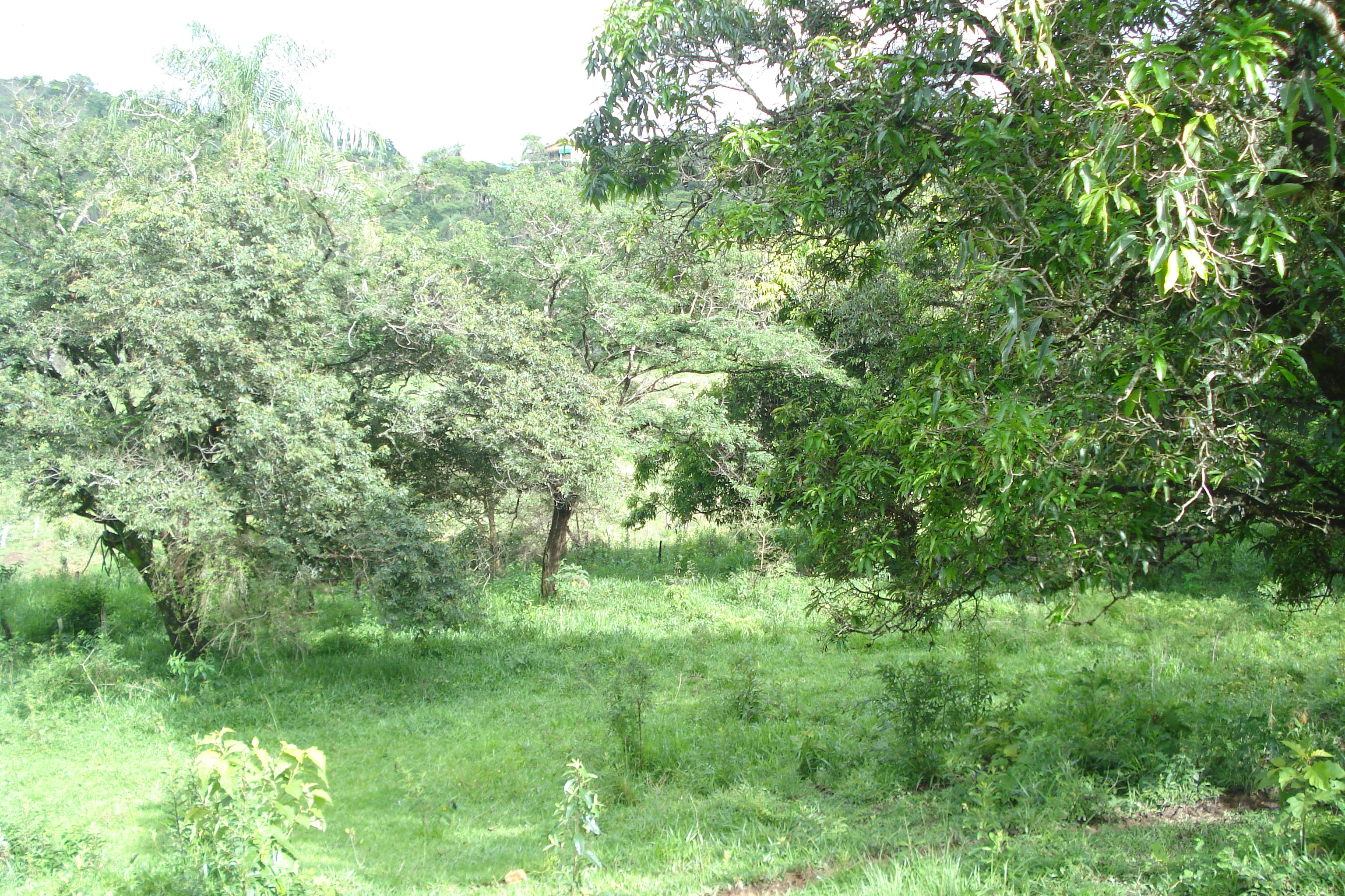 F-61 Fazenda 25 hectares Pedro Leopoldo MG