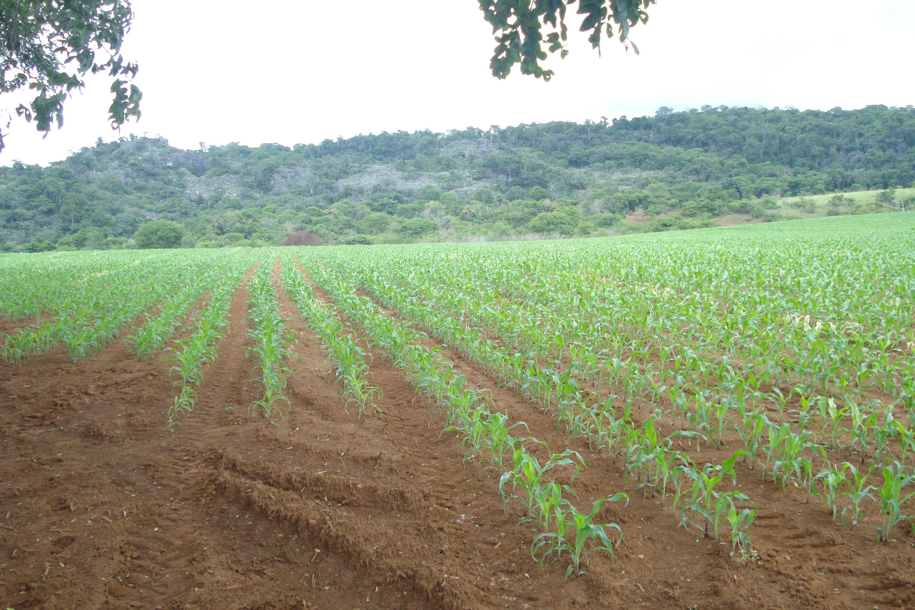 F-61 Fazenda 25 hectares Pedro Leopoldo MG