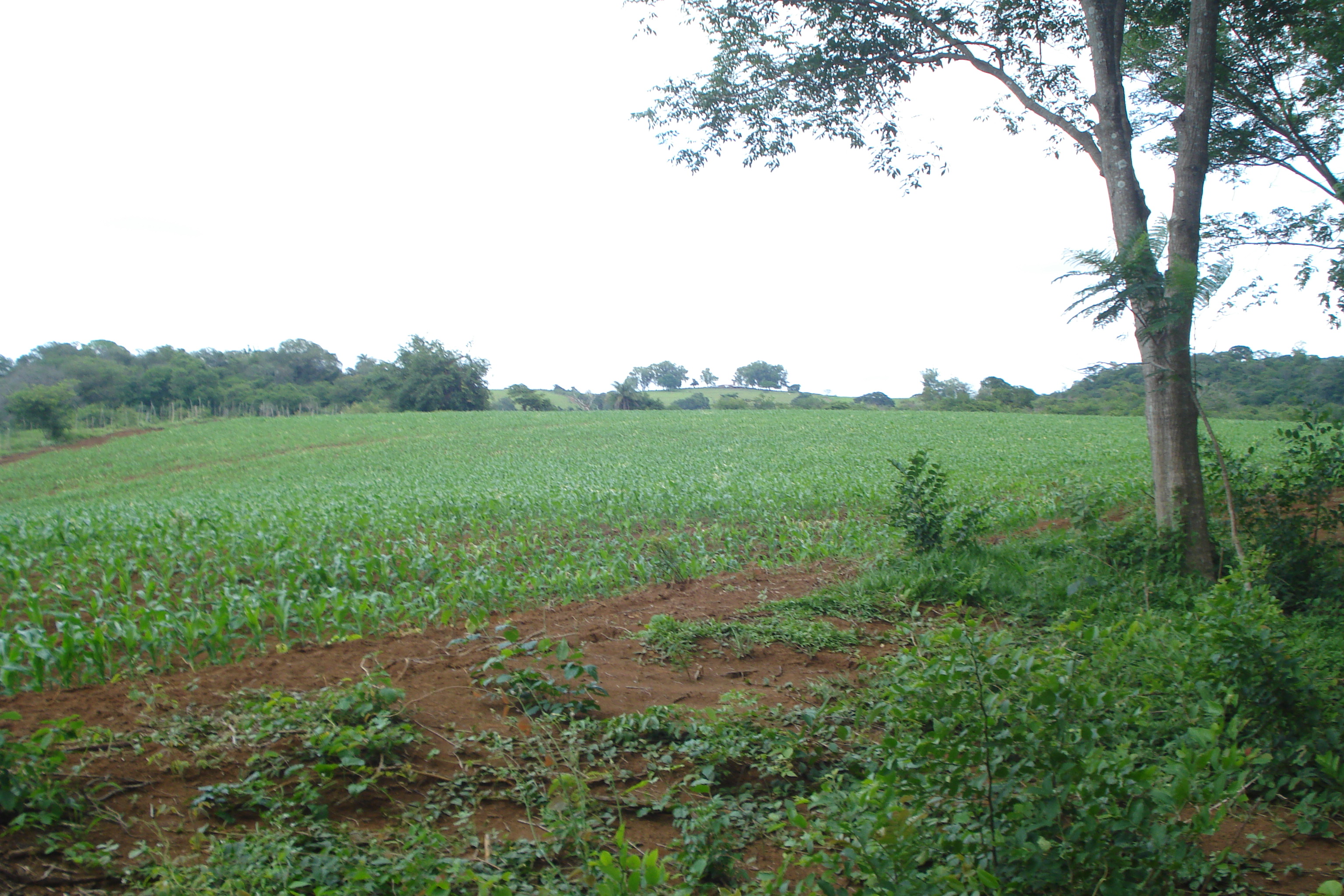 F-61 Fazenda 25 hectares Pedro Leopoldo MG