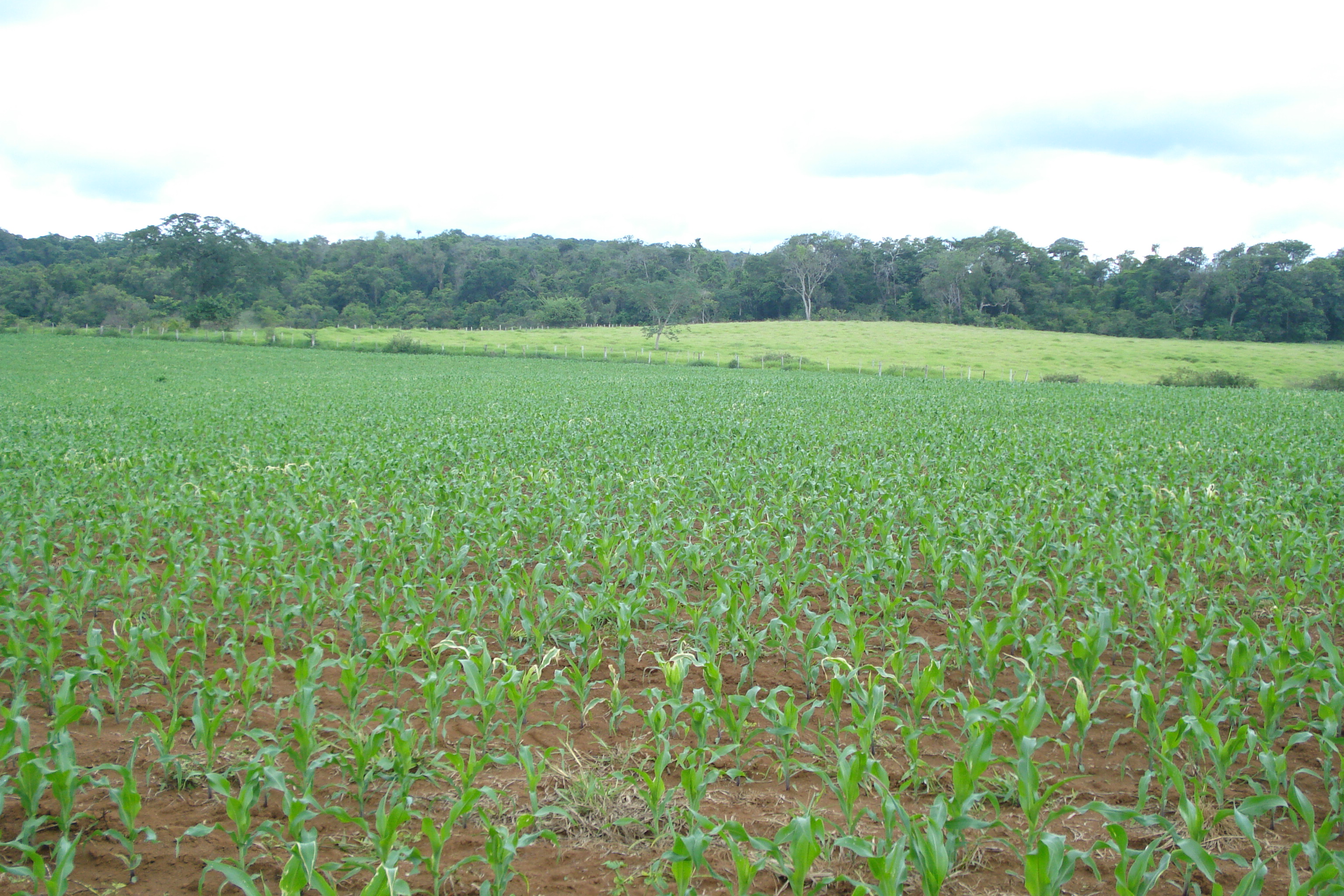 F-61 Fazenda 25 hectares Pedro Leopoldo MG