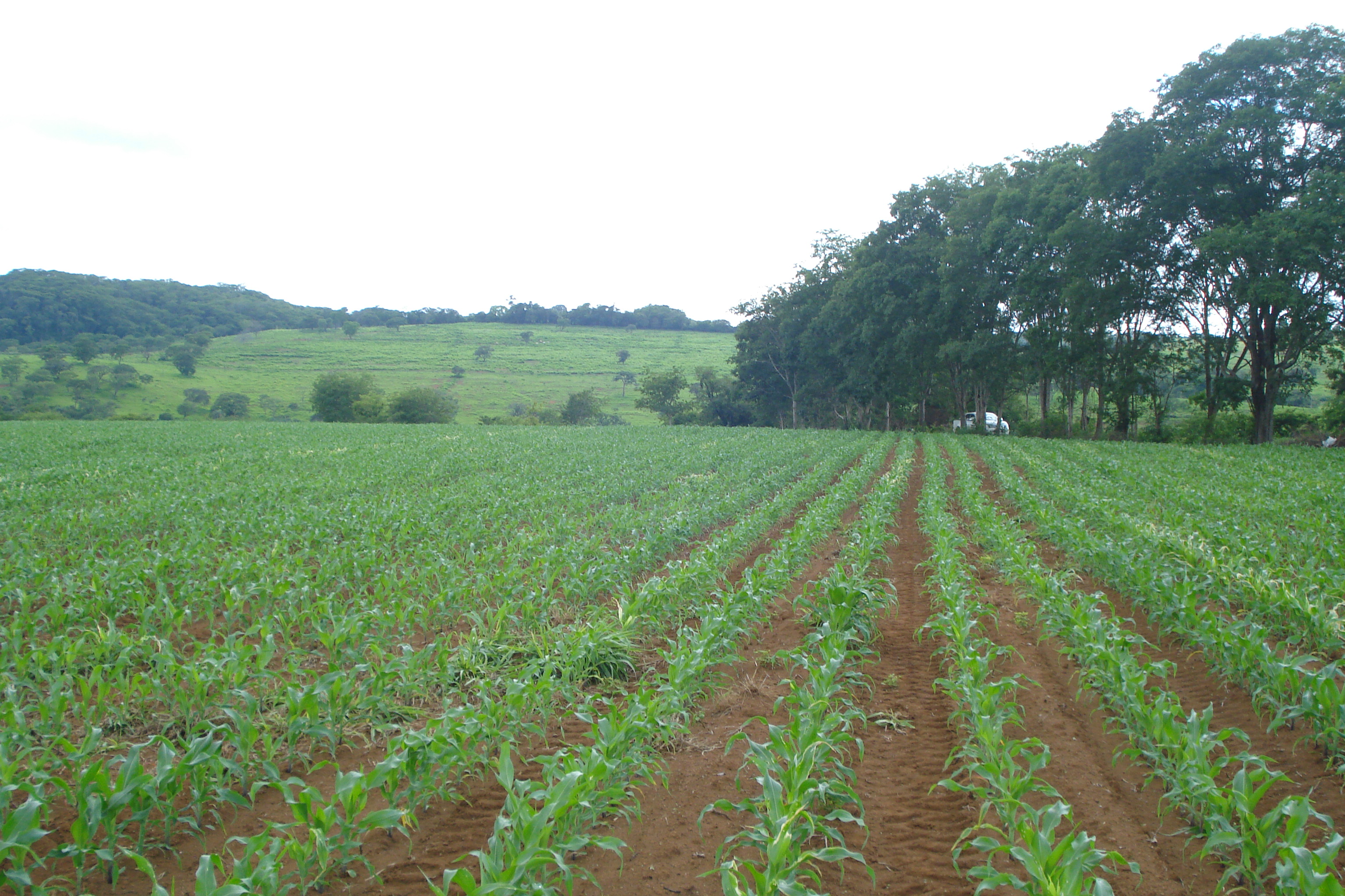 F-61 Fazenda 25 hectares Pedro Leopoldo MG