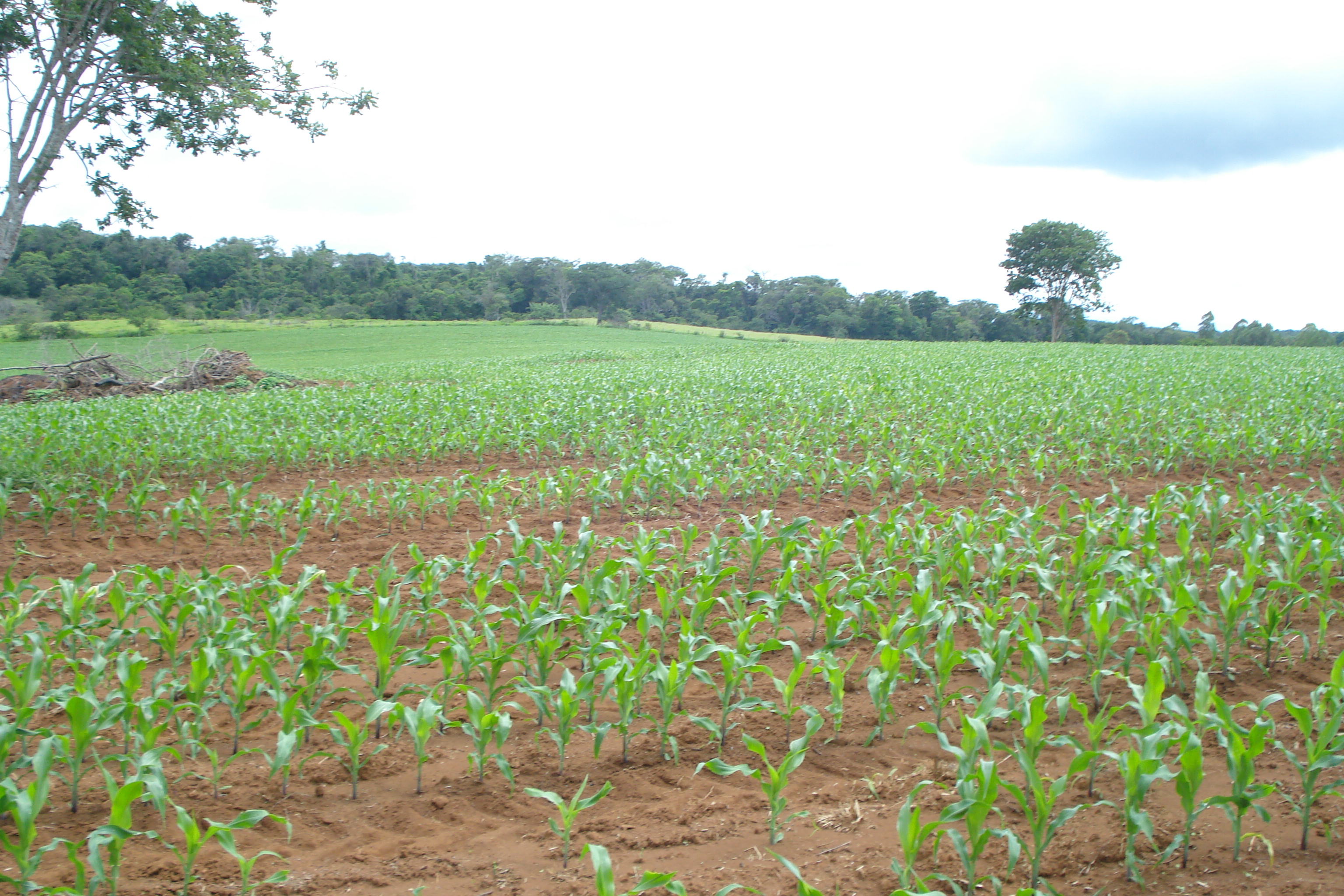 F-61 Fazenda 25 hectares Pedro Leopoldo MG