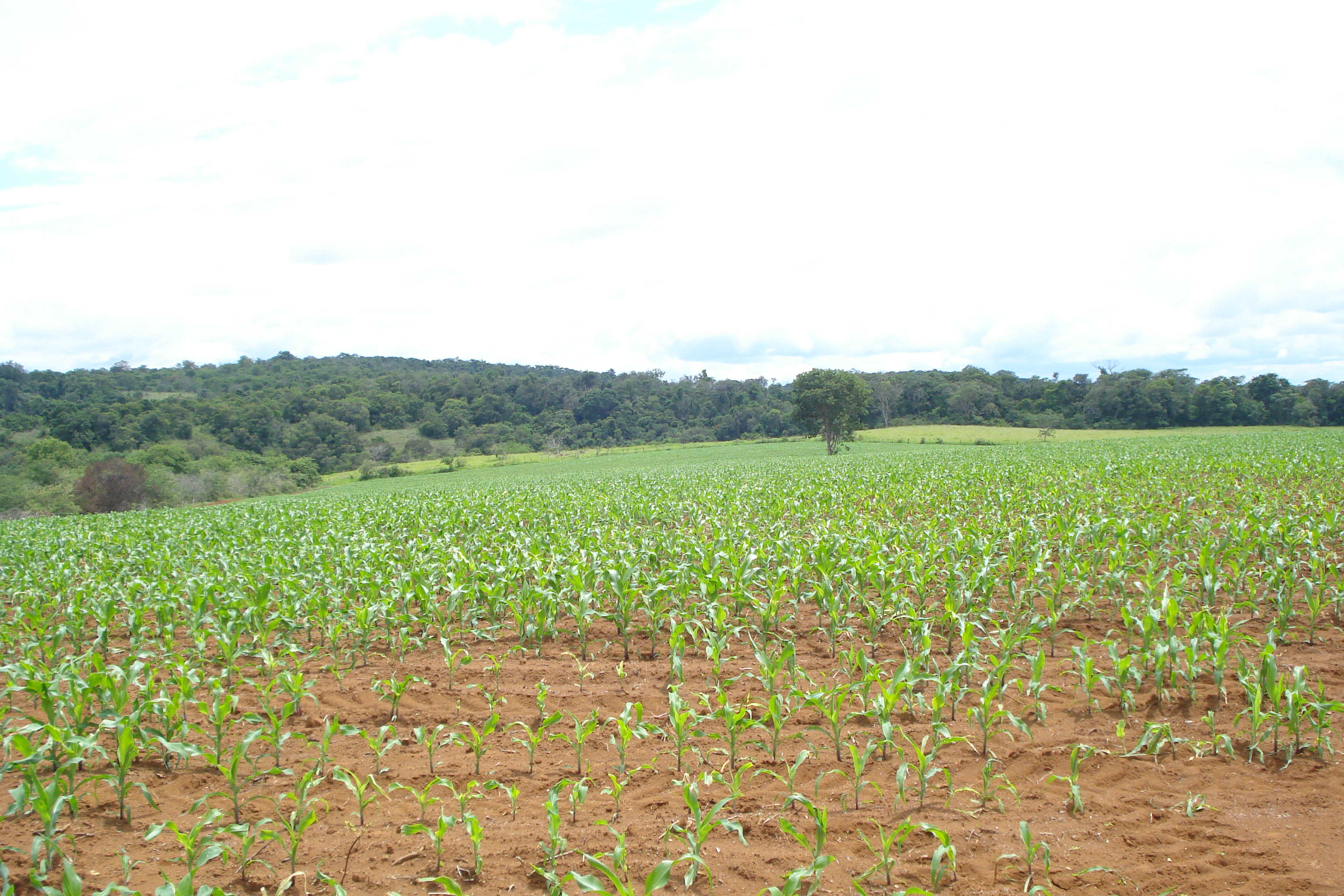 F-61 Fazenda 25 hectares Pedro Leopoldo MG